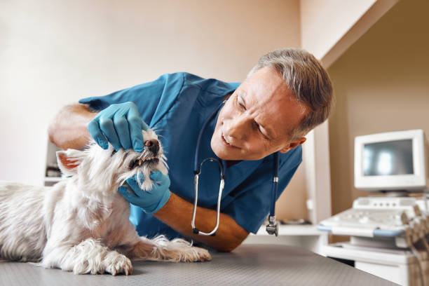 Best Walk-In Dentist Near Me  in Iowa, LA